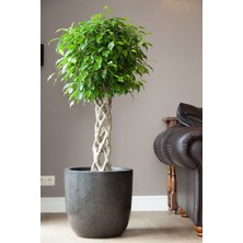 Garden Online Ficus Benjamin Exotica - Kafes Örgülü Ficus Canlı Salon Bitkisi 120 - 140 cm