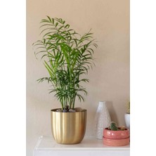 Garden Online Chamaedorea Elegans - Dağ Palmiyesi Canlı Salon Bitkisi 25 - 35 cm