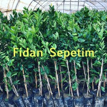 Fidan Sepetim 3 Yaş Aşılı Kan Portakalı Fidanı