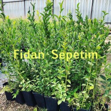Fidan Sepetim 3 Yaş BlueGold Çeşiti Yaban Mersini Fidanı