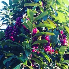 Fidan Sepetim 3 Yaş Karayemiş Fidanı(Laz Yemişi)