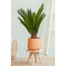 Garden Online Cycas Revoluta - Sikas Japon Sago Palmiyesi Canlı Salon Bitkisi 50 - 60 cm