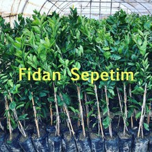 Fidan Sepetim 3 Yaş Aşılı Star Ruby Greyfurt Fidanı