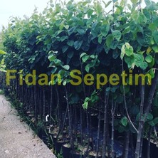 Fidan Sepetim 3 Yaş Aşılı Ekmek Ayva Fidanı