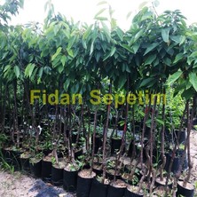 Fidan Sepetim 3 Yaş Aşılı Ziraat 900 Kiraz Fidanı
