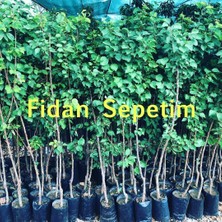 Fidan Sepetim 3 Yaş Aşılı Tokaloğlu Kayısı Fidanı