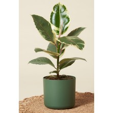 Garden Online Ficus Elastica Tineke - Sarı Alacalı Kauçuk Canlı Salon Bitkisi 80 - 100 cm