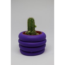 Cactus Garden Mor Dekoratif Saksı + Canlı Sukulent Bitki