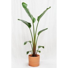 Garden Online Starliçe Cennet Kuşu Çiçeği - Büyük Boy Strelitzia Nicolai Canlı Salon Bitkisi 160 - 180 cm