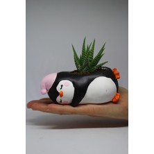 Cactus Garden Penguen Saksı +Canlı Sukulent Bitki