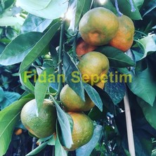 3 Yaş Aşılı Satsuma Mandalina Fidanı