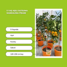 Fidan Sepetim 5 Yaş Aşılı Satsuma Mandalina Fidanı *üzeri Meyveli*