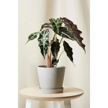 Garden Online Alocasia Polly - Fil Kulağı Canlı Salon Bitkisi 40 - 50 cm