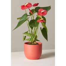 Garden Online Red Anthurium Andraeanum - Kırmızı Antoryum Flamingo Canlı Salon Bitkisi 40 - 60 cm