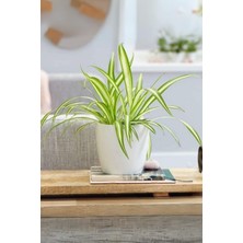 Garden Online Chlorophytum Comosum - Askılı Kurdele Çiçeği Canlı Salon Bitkisi 25 - 45 cm