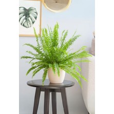 Garden Online Fujer Nephrolepis - Aşk Merdiveni Canlı Salon Bitkisi 30 - 40 cm