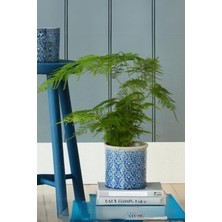 Garden Online Asparagus Setaceus - Kuşkonmaz Canlı Salon Bitkisi 20 - 40 cm