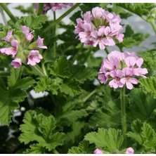 Bilgarden Grandeur Odorata Gül Kokulu Sardunya Canan Çiçeği Fidesi (2 Adet)