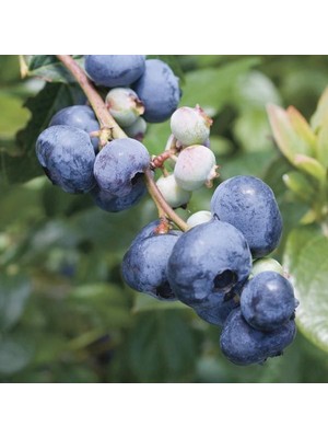 Fidan Sepetim 3 Yaş BlueGold Çeşiti Yaban Mersini Fidanı