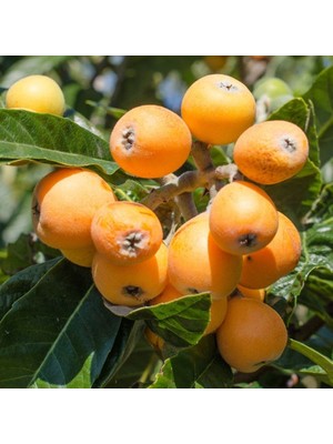 Fidan Sepetim 3 Yaş Malta Erik Fidanı (Yeni Dünya)