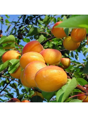 3 Yaş Aşılı Şekerpare Kayısı Fidanı