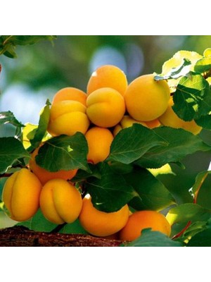 Fidan Sepetim 3 Yaş Aşılı Tokaloğlu Kayısı Fidanı