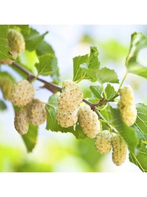 4 Yaş Aşılı Beyaz Dut Fidanı