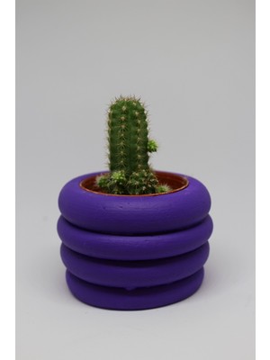 Cactus Garden Mor Dekoratif Saksı + Canlı Sukulent Bitki