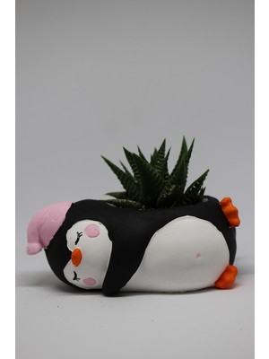 Cactus Garden Penguen Saksı +Canlı Sukulent Bitki