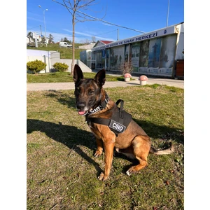 MG Tasma Kişiye Özel, Isimli Siyah K9 Köpek Tasması, Göğüs ve Boyun Tasma Seti