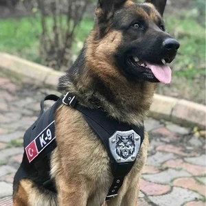MG Tasma Kişiye Özel, Isimli K9 Köpek Tasması, Göğüs ve Sırt Tasması Seti