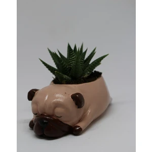 Cactus Garden Kahverengi Pug Köpek Saksı + Canlı Bitki Sukulent