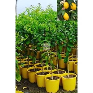 5 Yaş Aşılı 7 Veren(Yediveren) Mayer Limon Fidanı *ÜZERİ ÇİÇEKLİ*