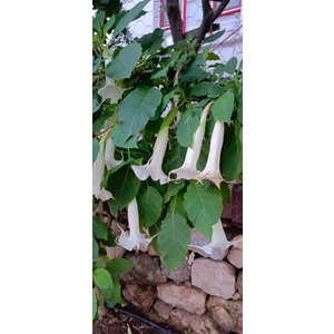 Beyaz Renkli Meleklerin Borazanı Fidanı