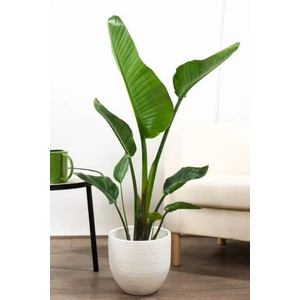 Garden Online Starliçe Cennet Kuşu Çiçeği - Büyük Boy Strelitzia Nicolai Canlı Salon Bitkisi 160 - 180 cm