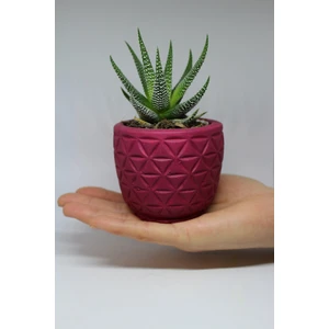 Cactus Garden Üçgen Şekilli Saksı+ Canlı Sukulent Bitki