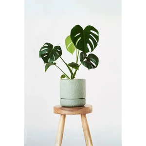 Garden Online Monstera Deliciosa - Mini Deve Tabanı Canlı Salon Bitkisi 35 - 50 cm