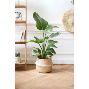 Garden Online Strelitzia Nicolai - Çift Köklü Starliçe Cennet Kuşu Canlı Salon Bitkisi 80 - 100 cm