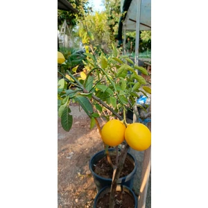 Tüplü Aşılı Yediveren Limon Fidanı 2 Yaş 1m