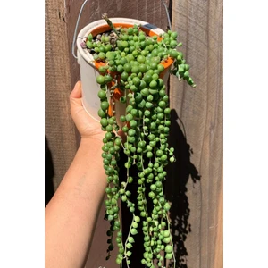 Garden Online Senecio Rowleyanus - Tesbih Çiçeği Canlı Salon Bitkisi 30 - 40 cm