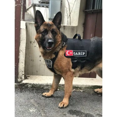 MG Tasma Kişiye Özel, Isimli K9 Köpek Tasması, Göğüs ve Sırt Fiyatı