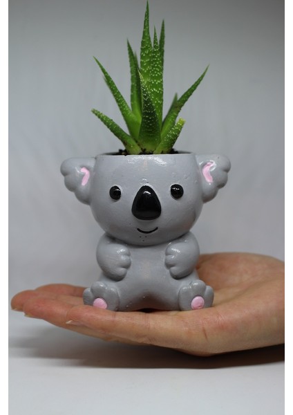 Cactus Garden Koala Saksı + Canlı Sukulent Bitki