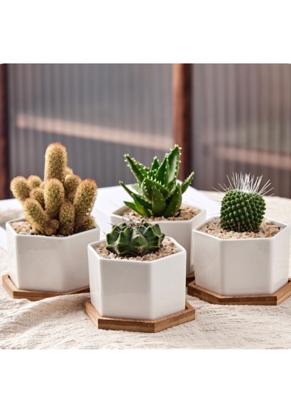 12.5cm Tarzı Oval Şekil Bambu Ahşap Tabak Bitki Tepsisi Mini Bitki Saksı Standı Favor Etli Pot Tepsi Basit Zarif Tasarım Ev Balkon (Yurt Dışından) fırsatları