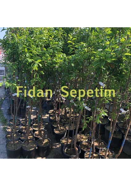 3 Yaş Aşılı Formosa Erik Fidanı *yarı Bodur*