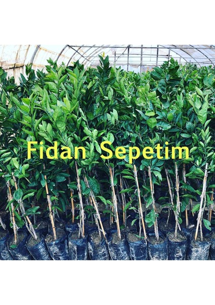 Fidan Sepetim 3 Yaş Aşılı Kan Portakalı Fidanı