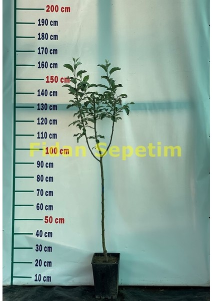 3 Yaş Aşılı Golden Delicious Elma Fidanı *yarı Bodur* fiyatları