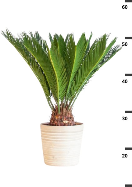 Garden Online Cycas Revoluta - Sikas Japon Sago Palmiyesi Canlı Salon Bitkisi 50 - 60 cm