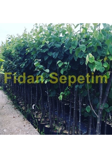 Fidan Sepetim 3 Yaş Aşılı Ekmek Ayva Fidanı