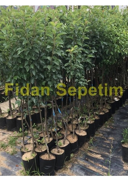 3 Yaş Aşılı Santa Maria Armut Fidanı