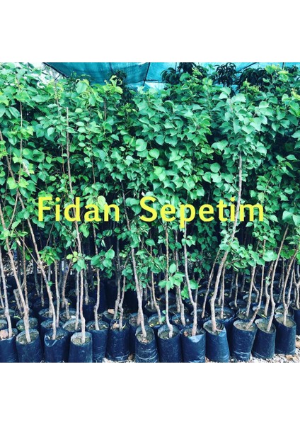 3 Yaş Aşılı Şekerpare Kayısı Fidanı